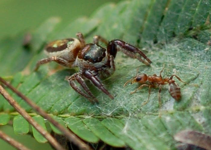 Weibliche Spinne verteidigt ihr Nest