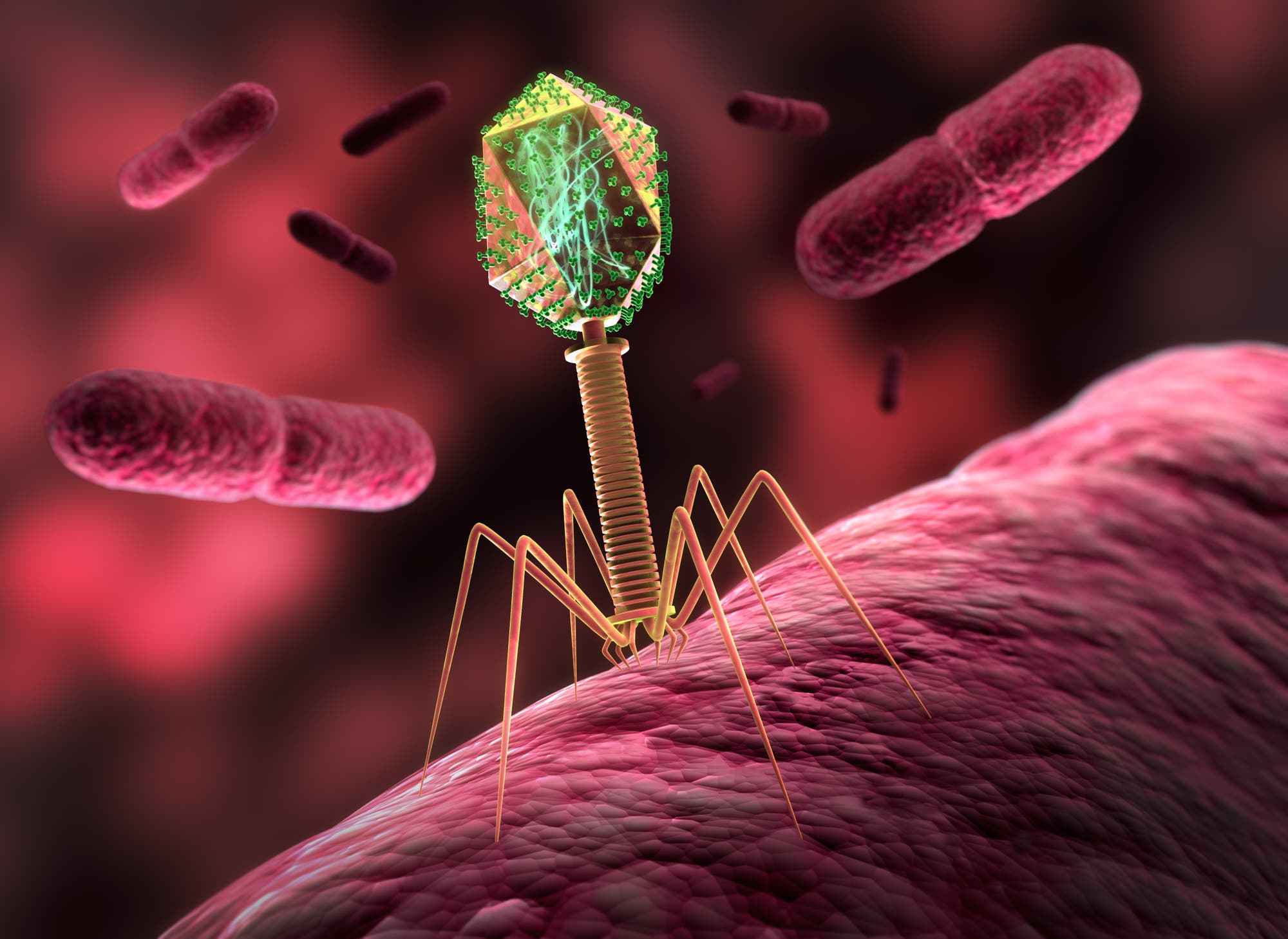 Eine Bakteriophage dockt an seinem Opfer an: Diese Viren befallen gezielt Bakterien und könnten im Kampf gegen die Mikroben helfen.