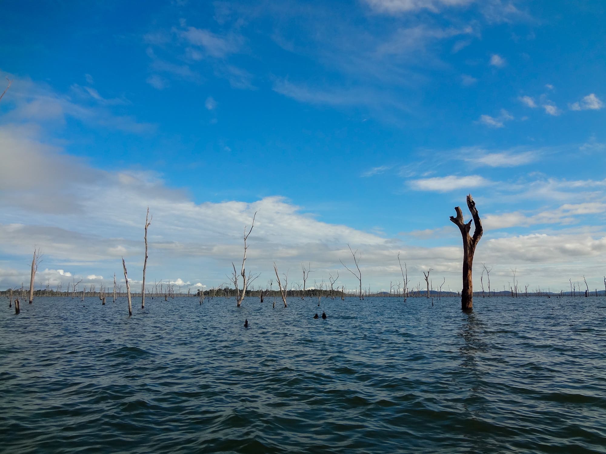 Tote Bäume im Stausee des Balbina-Damms in Amazonien