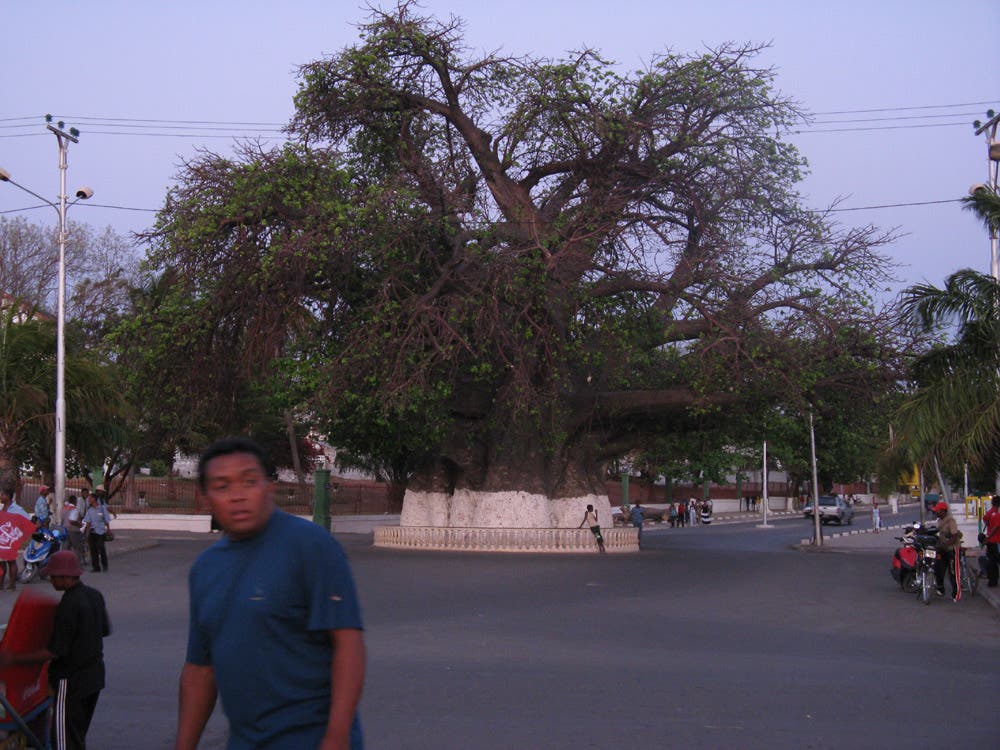 Baoabab in Mahajanga