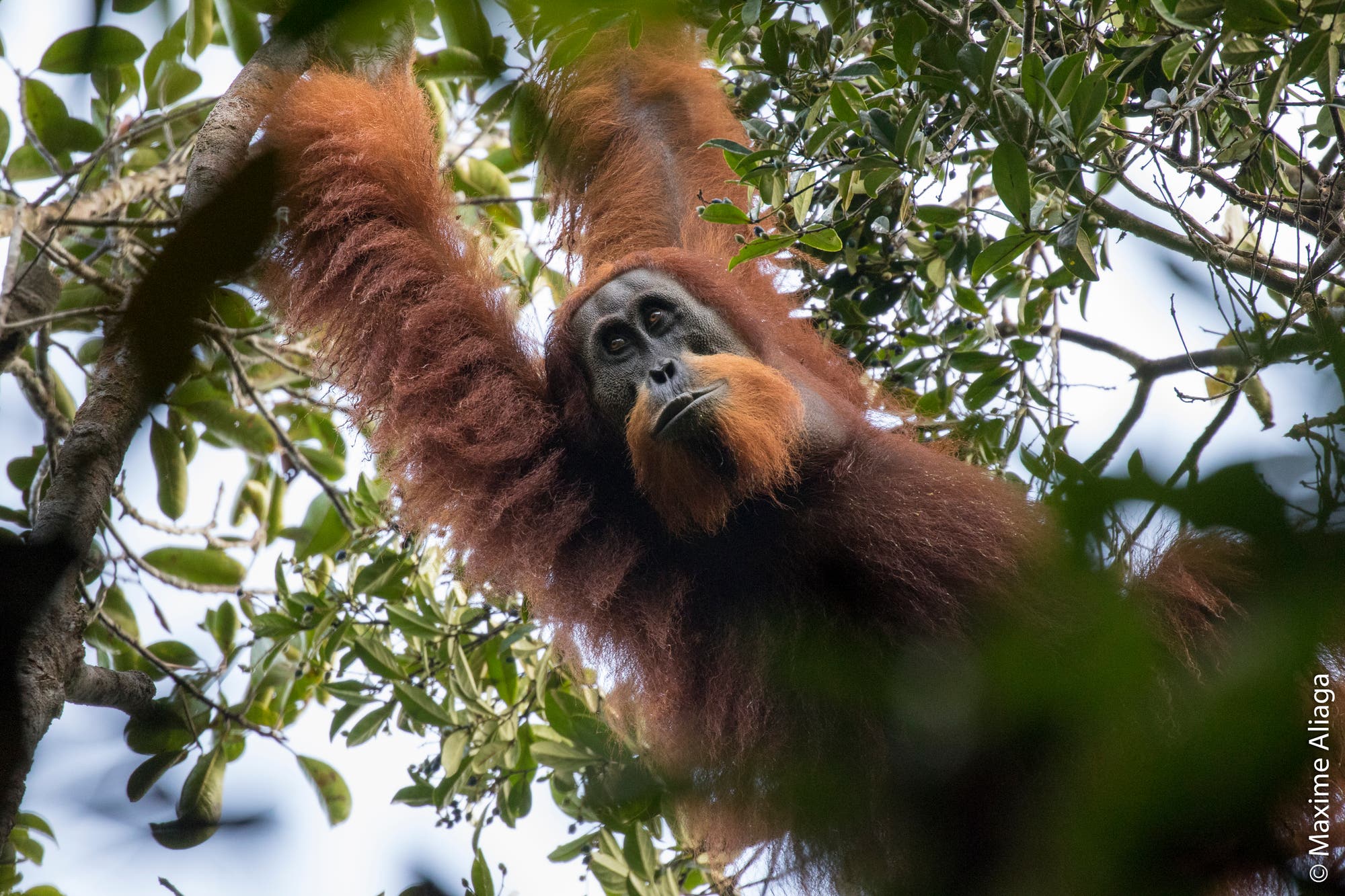 Ein Orang-Utan hängt an den Ästen eines Baums, umgeben von dichtem Laub. Das Tier hat dichtes, rötliches Fell und schaut aufmerksam nach unten. Die Szene spielt sich in einem natürlichen Waldumfeld ab. Ein Orang-Utan hängt an den Ästen eines Baums, umgeben von dichtem Laub. Das Tier hat dichtes, rötliches Fell und schaut aufmerksam nach unten. Die Szene spielt sich in einem natürlichen Waldumfeld ab.