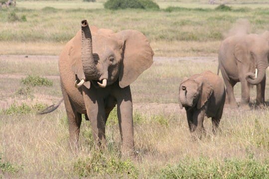 "Schnüffelnde" Elefanten