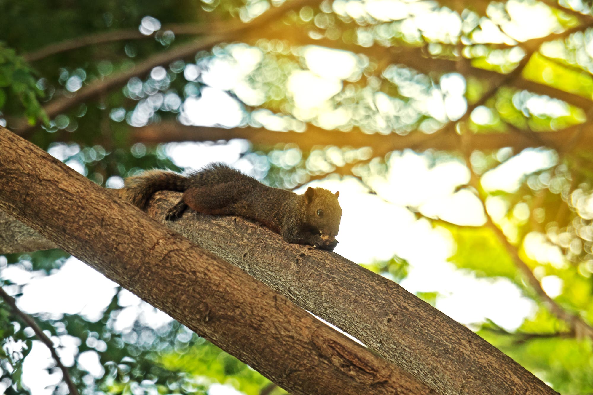 Baumspitzhörnchen – macht Palmnektar sie zum kleinsten Trinker der Welt?