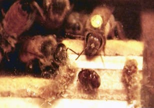 Biene gegen Beutenkäfer