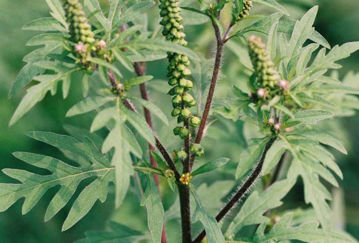 Beifuß-Ambrosie <i>Ambrosia artemisiifolia</i>