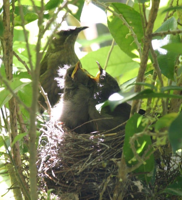Glockenhonigfresser am Nest