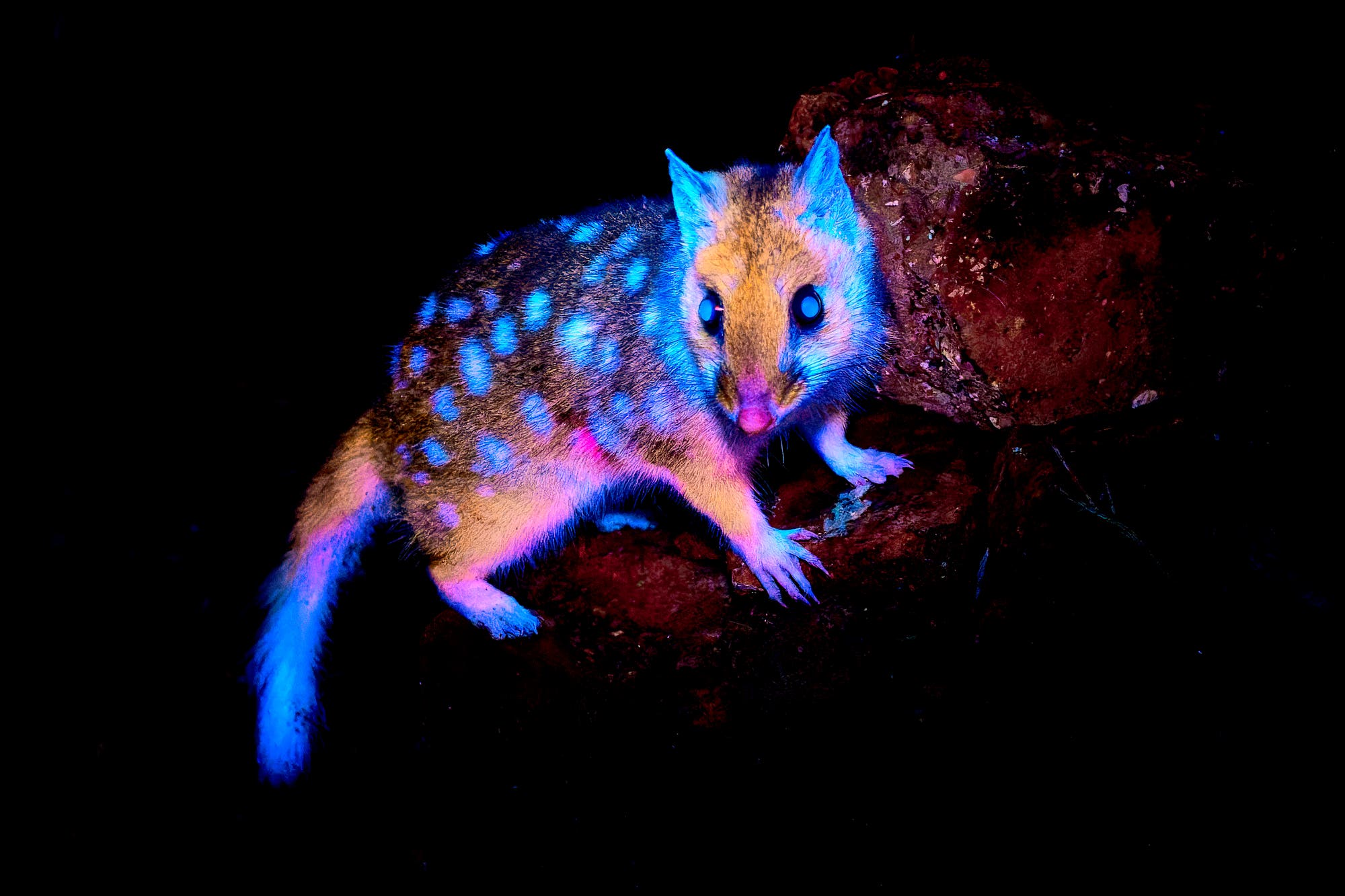 Zu sehen ist ein Beuteltüpfelmarder (Dasyurus viverrinus) nachts in seinem natürlichen Lebensraum. Das Tier hat leuchtende blaue und rosa Flecken auf seinem Fell. Im Hintergrund sind Felsen zu sehen.