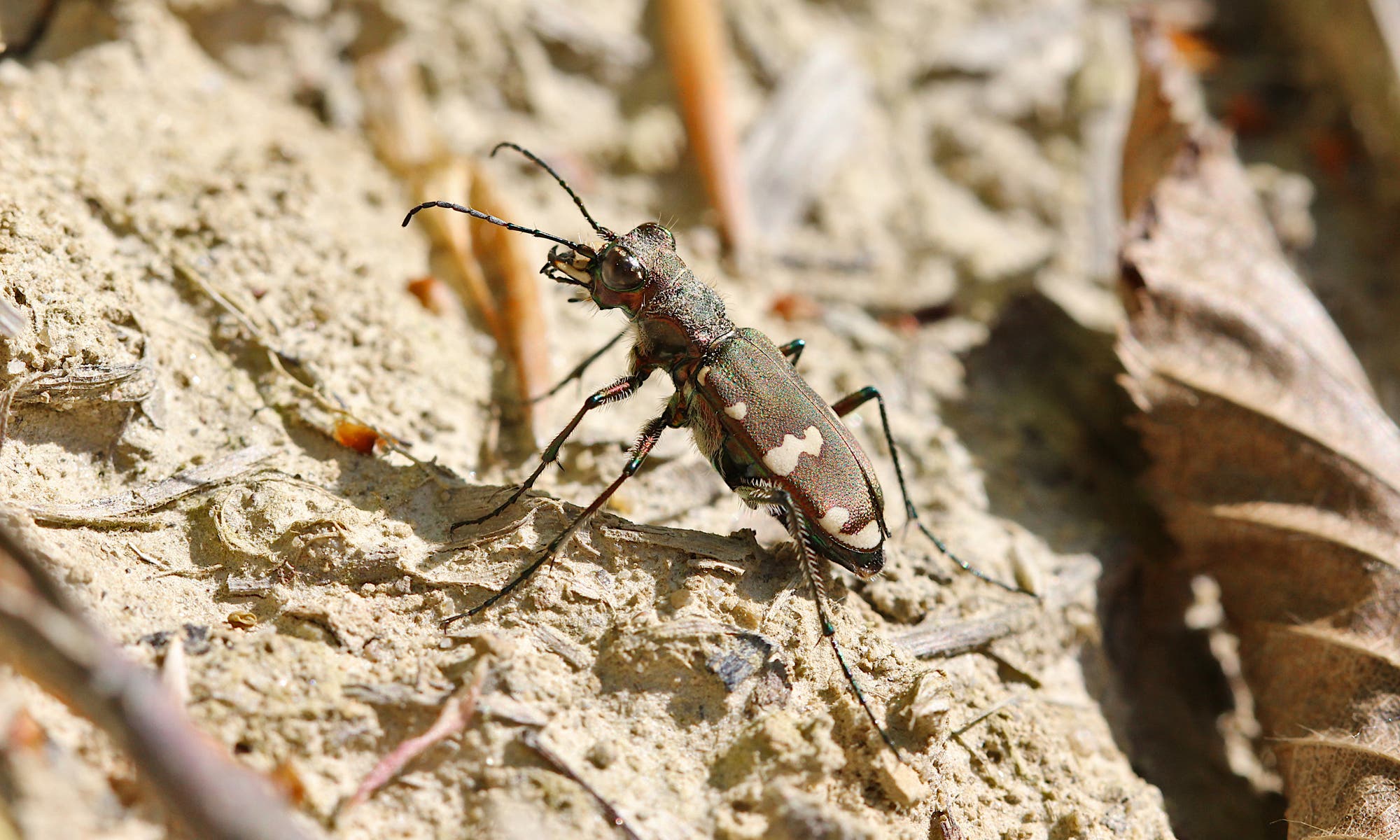 Ein brauner Sandlaufkäfer mit hellen Punkten auf den Flügeldecken sitzt auf hellem, sandigen Boden. Er blickt nach links, seine Fühler ragen weit hervor.