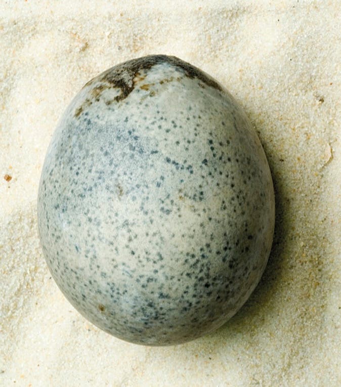 Ein einzelnes, gesprenkeltes Ei liegt auf sandigem Untergrund. Das Ei hat eine hellgraue Farbe mit dunkleren Flecken und ist oval geformt. Es befindet sich in einer natürlichen Umgebung, die an einen Strand erinnert.