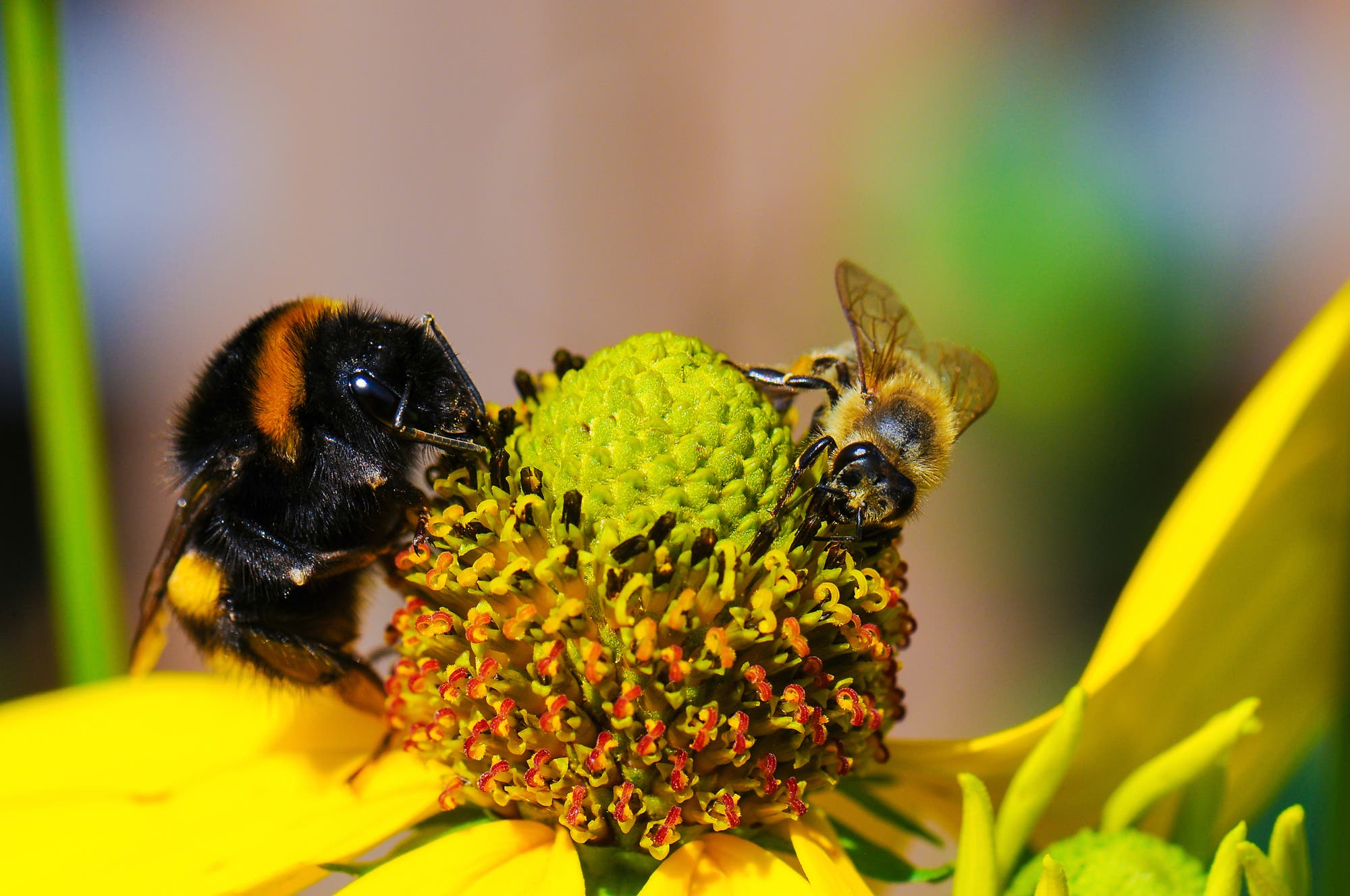Hummel und Biene an Blüte