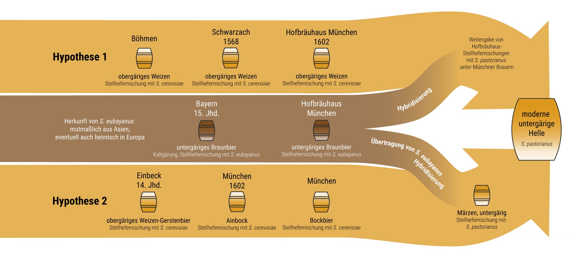 Grafik, die den Ursprung der modernen Bierhefe zeigt