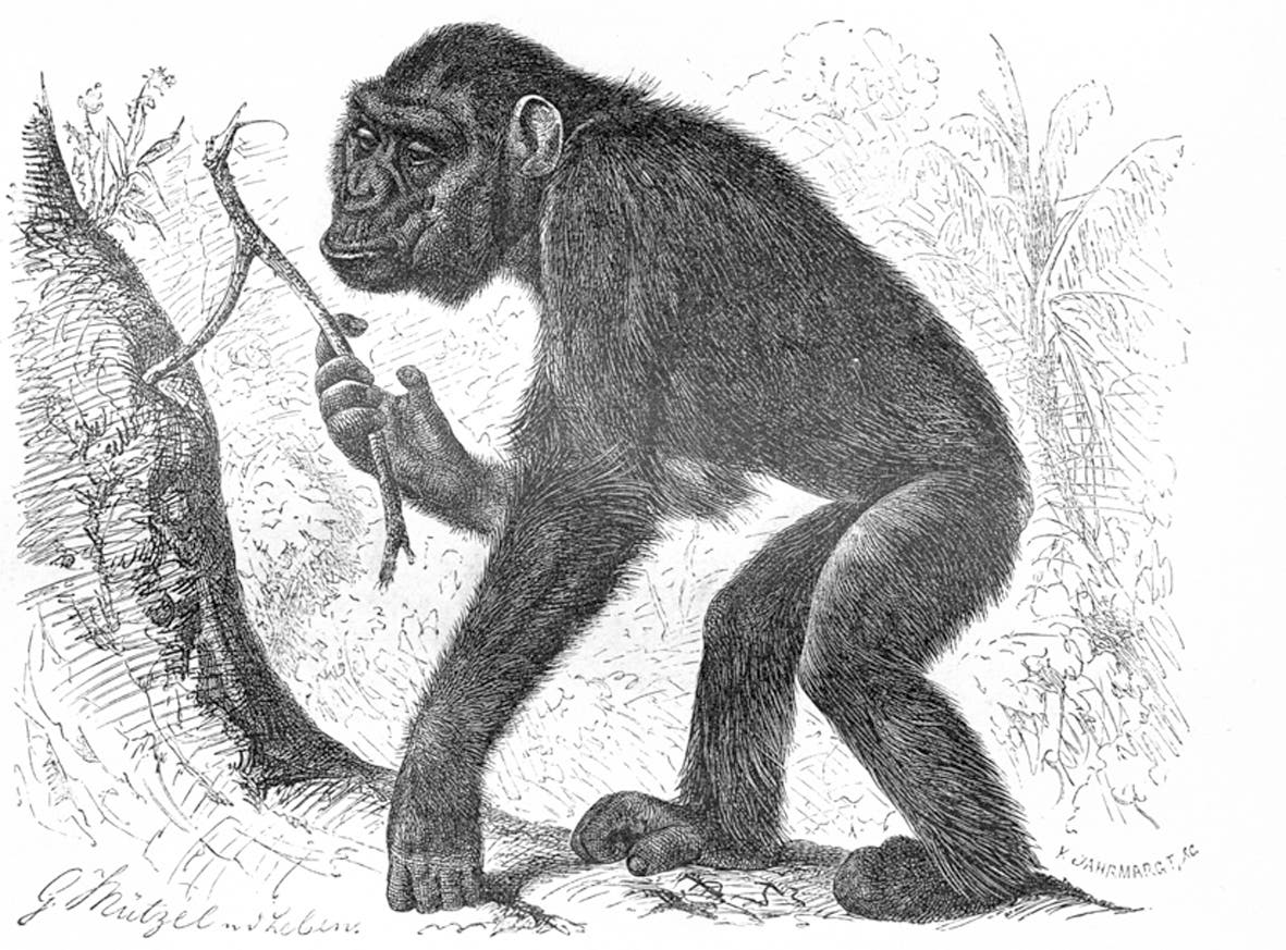 <i>Pan troglodytes</i>, der Schimpanse