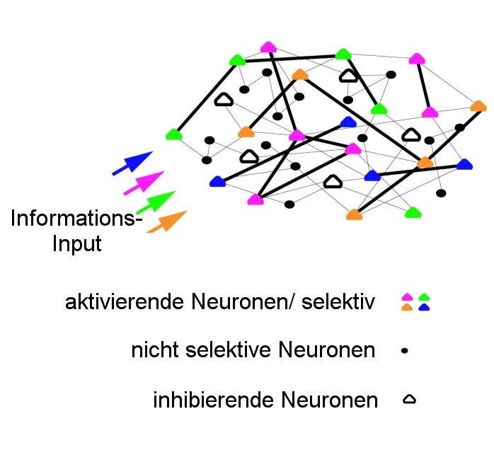 Model des Nervennetzwerkes