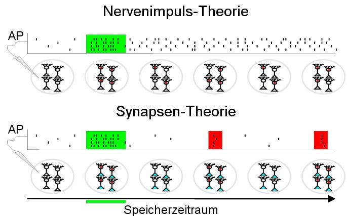 Nervenimpuls- und Synapsen-Theorie