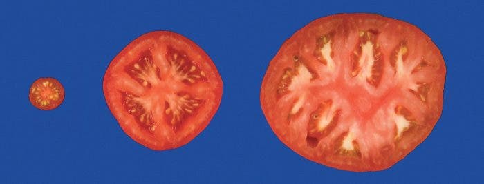 Entwicklung der Tomate