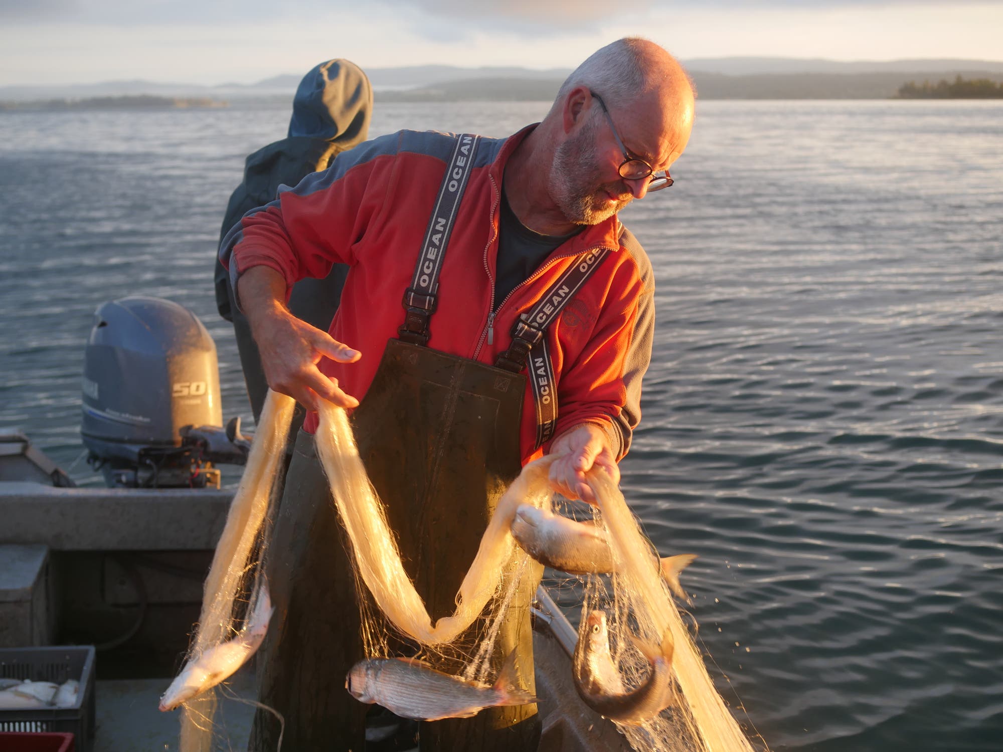 Ein Mann in Gummihose zieht ein Netz mit Fischen darin in ein Boot.