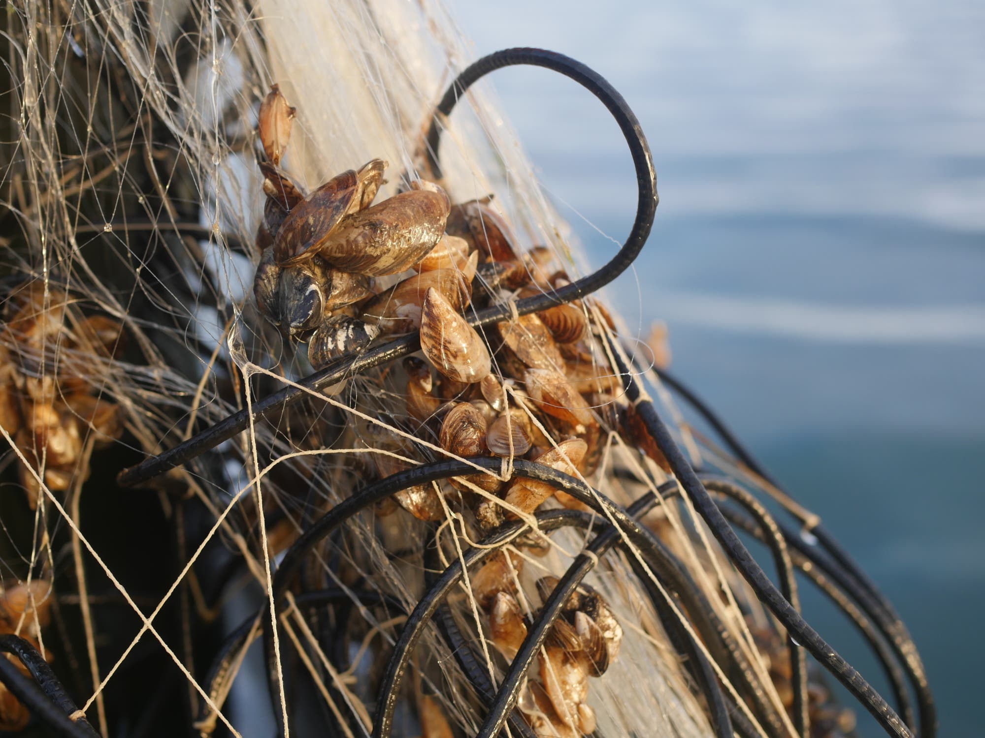 Quaggamuscheln in einem Fischernetz