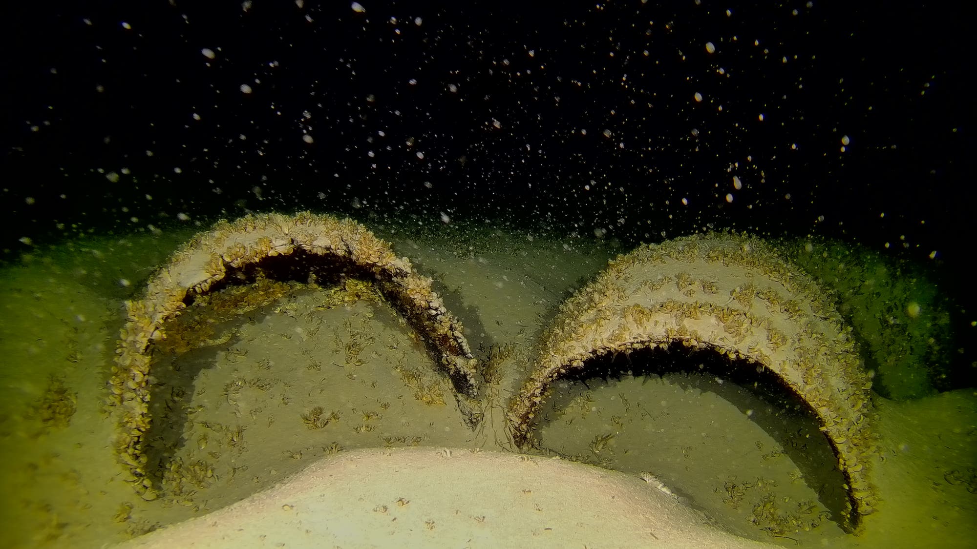 Unterwasseraufnahme von zwei Holzfässern auf dem Grund des Bodensees, bedeckt mit Muscheln und Algen. Die Umgebung ist dunkel, mit schwebenden Partikeln im Wasser, die eine mystische Atmosphäre schaffen.