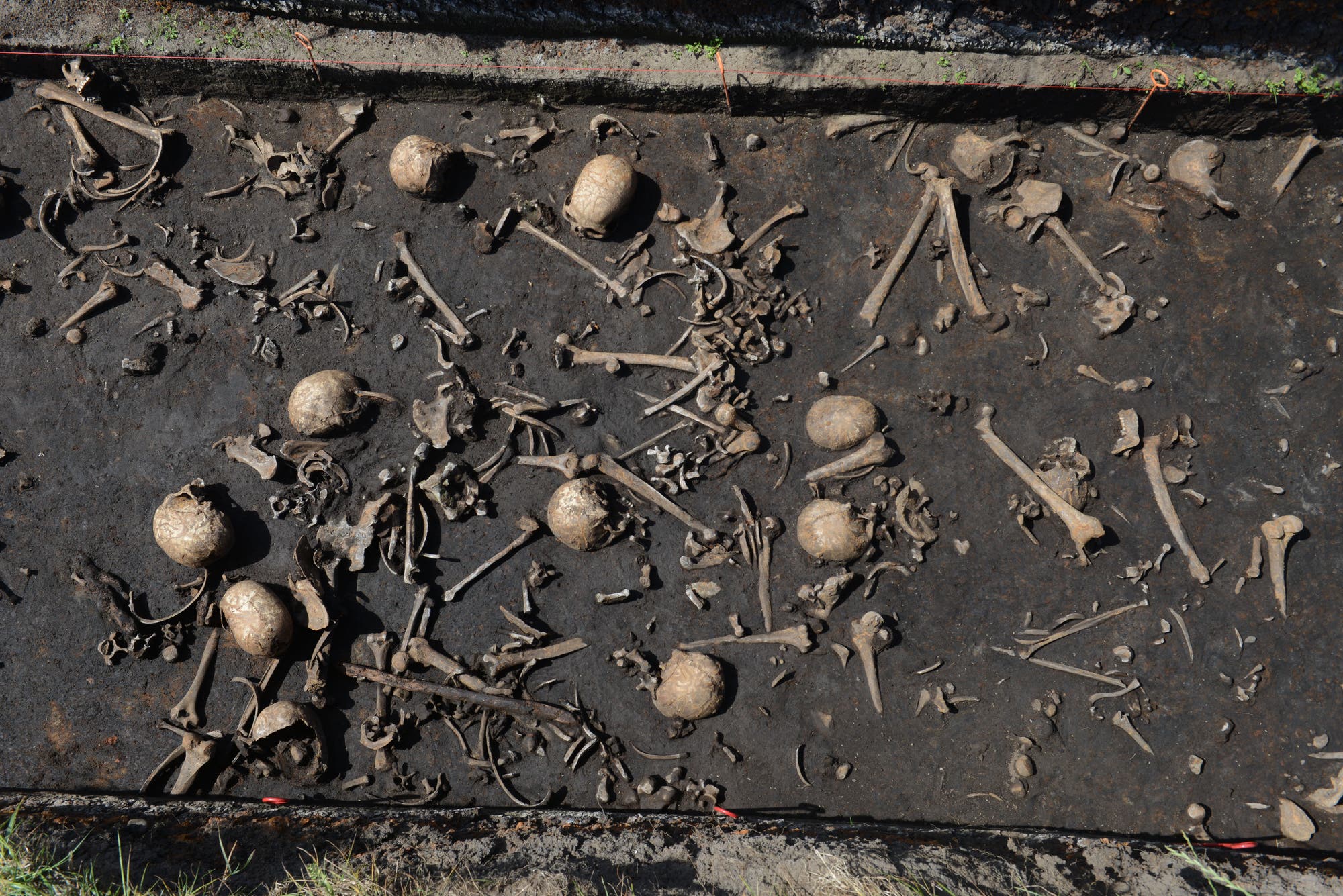 Schädel und Skelettteile vom Tollense-Schlachtfeld