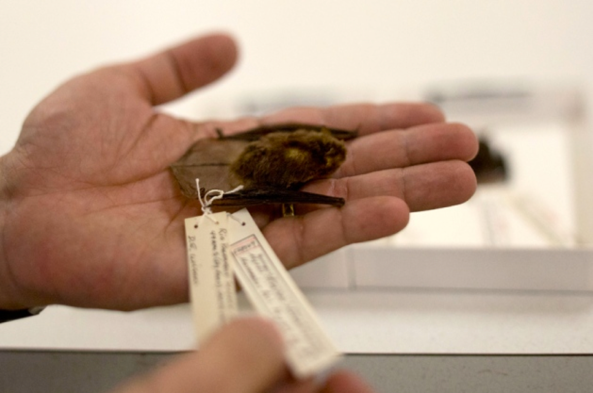 Neue Fledermausart aus der Sammlung des Smithsonian