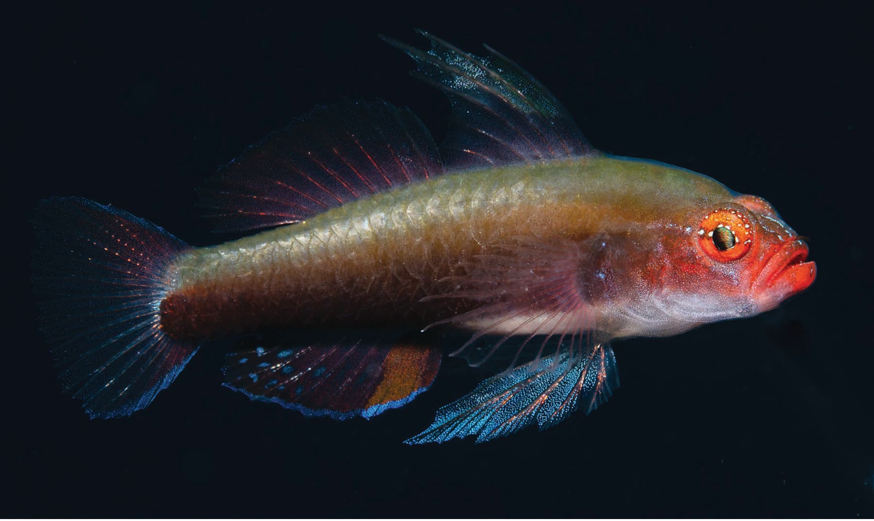 Ein farbenfroher Fisch mit leuchtend roten und blauen Flossen schwimmt vor einem dunklen Hintergrund. Der Fisch hat einen auffälligen roten Kopf und große, ausdrucksstarke Augen. Die Flossen sind transparent und schimmern im Licht. Der Körper des Fisches ist länglich und zeigt eine Mischung aus grünen und braunen Tönen.