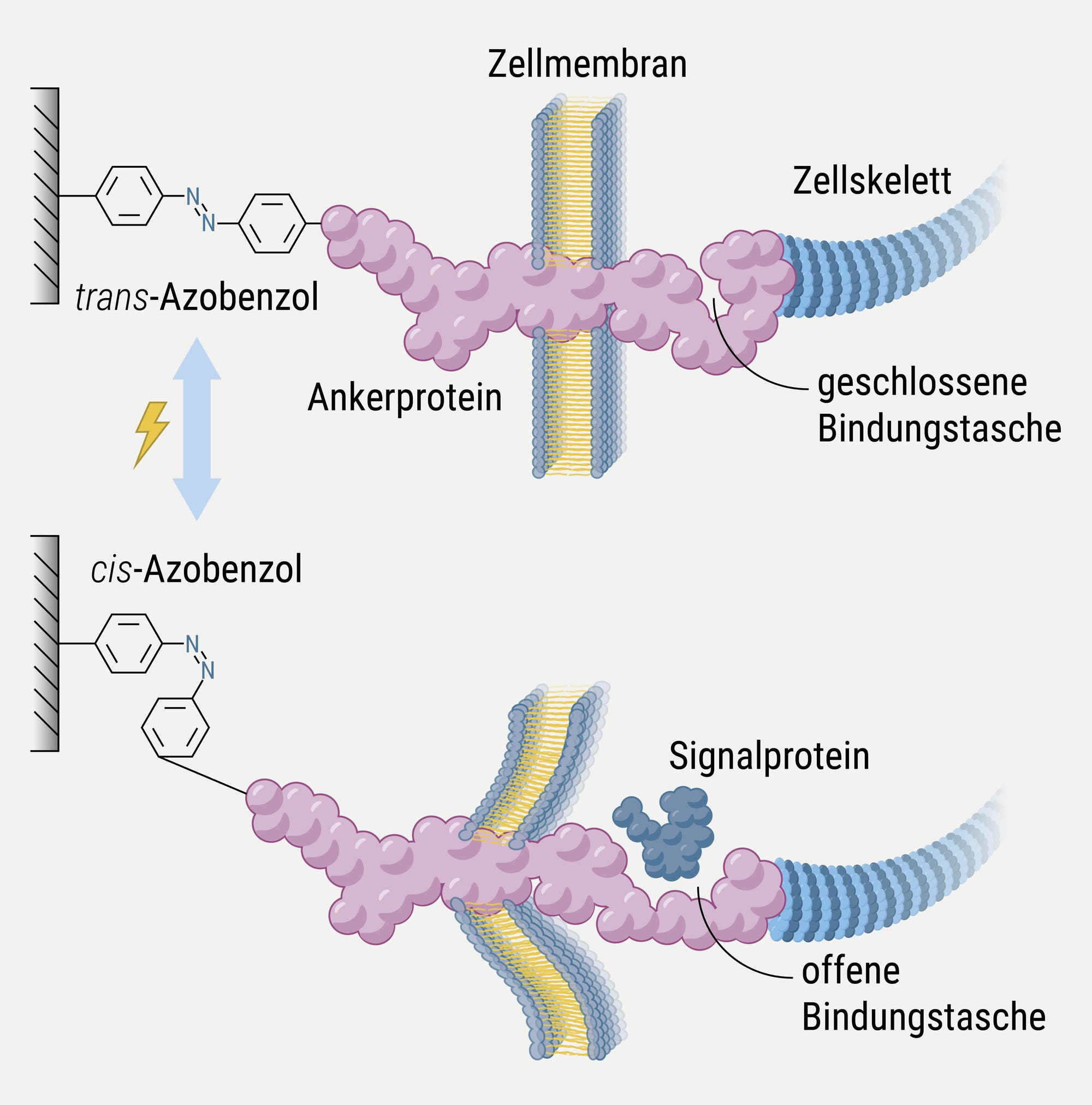 Diagramm, das die Konformationsänderung eines Azobenzol-Moleküls zeigt, das in eine Zellmembran eingebettet ist. Oben ist das trans-Azobenzol dargestellt, das mit einem Ankerprotein verbunden ist und eine geschlossene Bindungstasche im Zellskelett aufweist. Unten ist das cis-Azobenzol abgebildet, das eine offene Bindungstasche und ein Signalprotein zeigt. Ein Doppelpfeil mit einem Blitzsymbol deutet auf die reversible Umwandlung zwischen den beiden Zuständen hin.