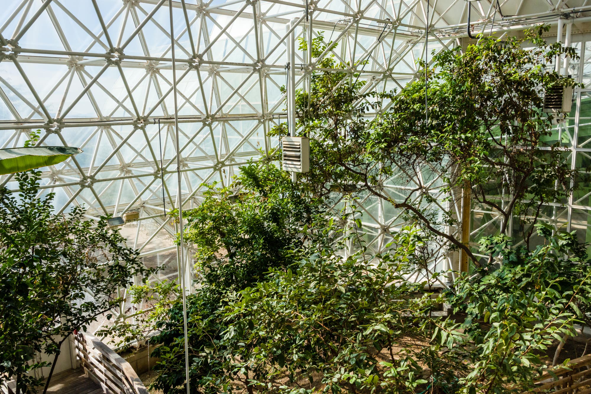 Innenansicht der Biosphäre 2 mit Pflanzen in einem großen Gewächshaus