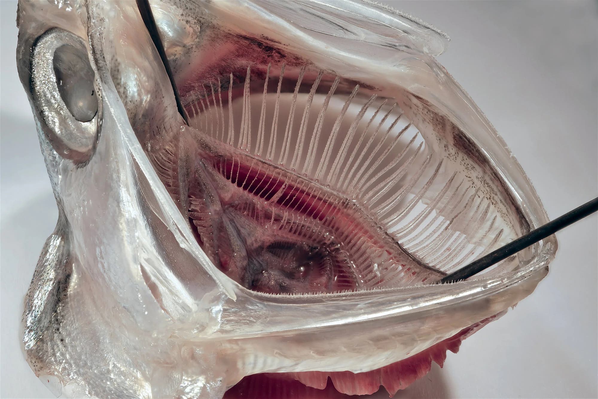 Nahaufnahme eines anatomischen Modells eines Fischkopfes, das die inneren Strukturen zeigt. Sichtbar sind die Kiemenbögen und -lamellen, die in einem durchsichtigen Material dargestellt sind. Ein Zeigestab hebt die Details der Kiemen hervor. Das Bild dient der Veranschaulichung der Atmungsorgane von Fischen.