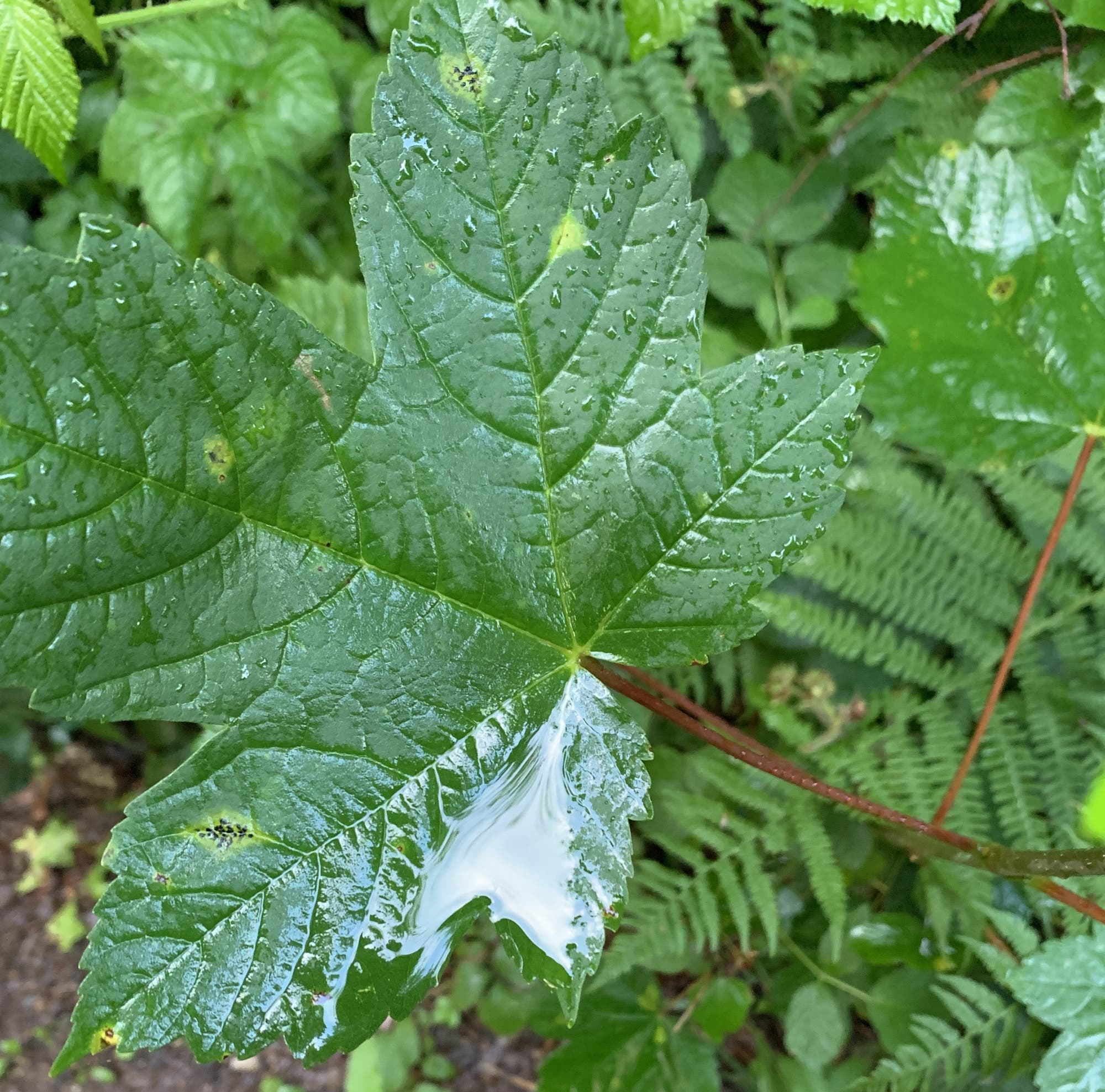 Ein großes, grünes Blatt mit gezackten Rändern, an einem konkaven Bereich bedeckt mit einem großen Wassertropfen.