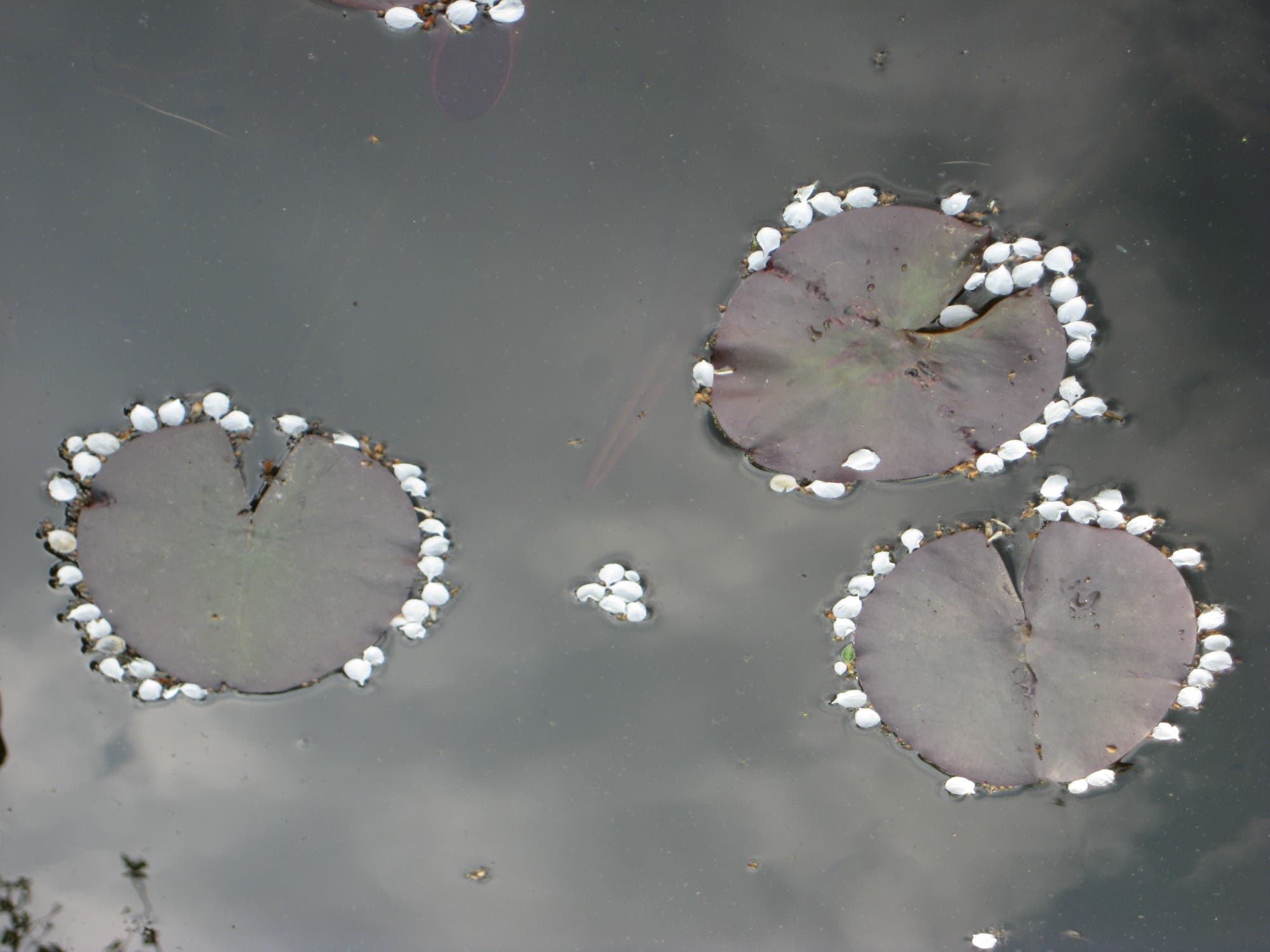 Blütenblätter, die in den Teich gefallen sind, sammeln sich am Rand von Seerosenblättern. Manche finden sich auch untereinander zusammen.