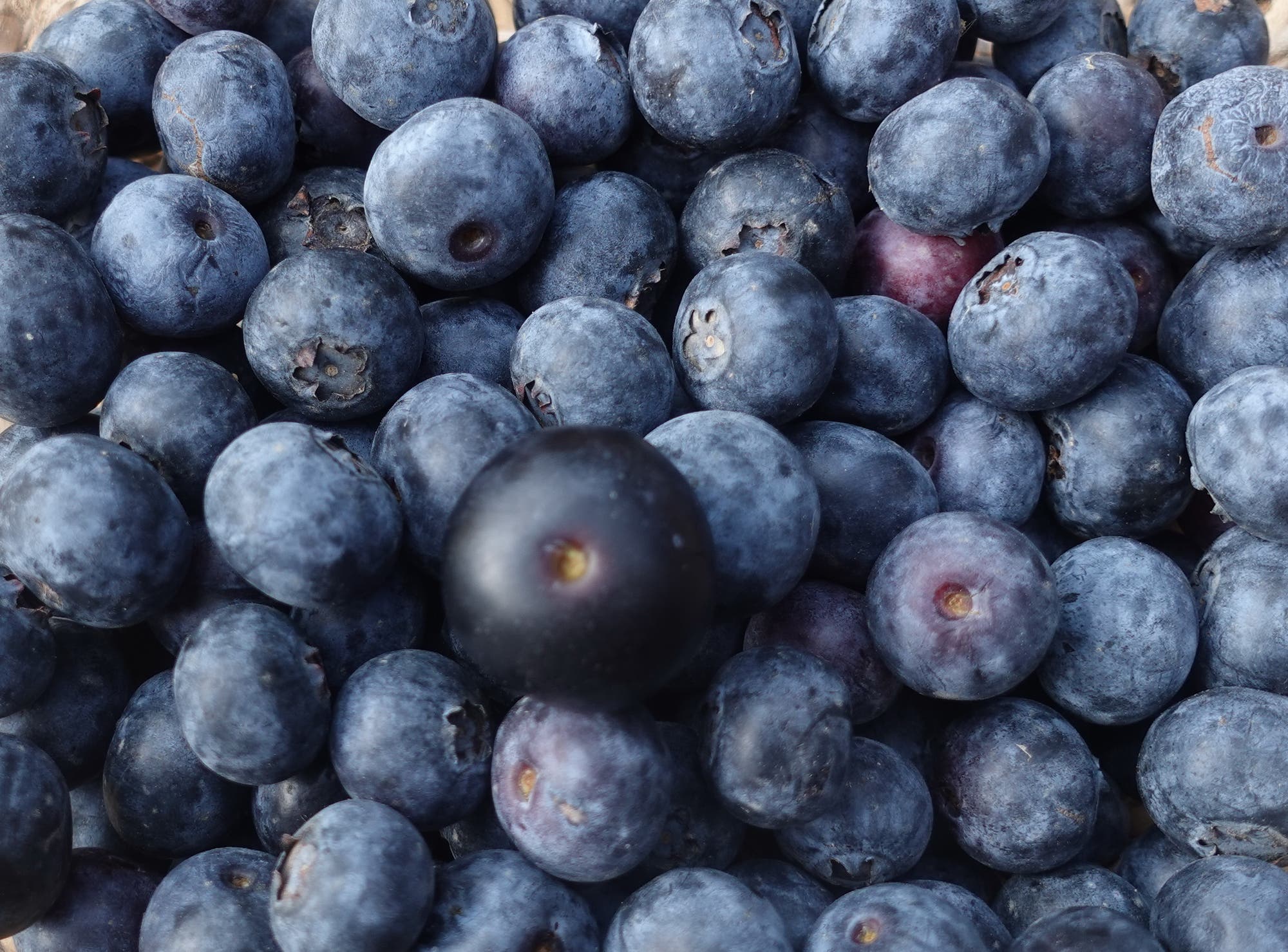 Auf frischen Heidelbeeren aus dem Supermarkt liegt ein von der Wachsschicht befreites und dadurch dunkleres Exemplar