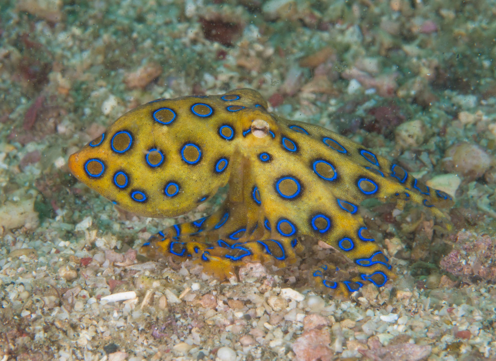 Ein blau geringelter Oktopus mit blauen Ringen auf gelber Haut