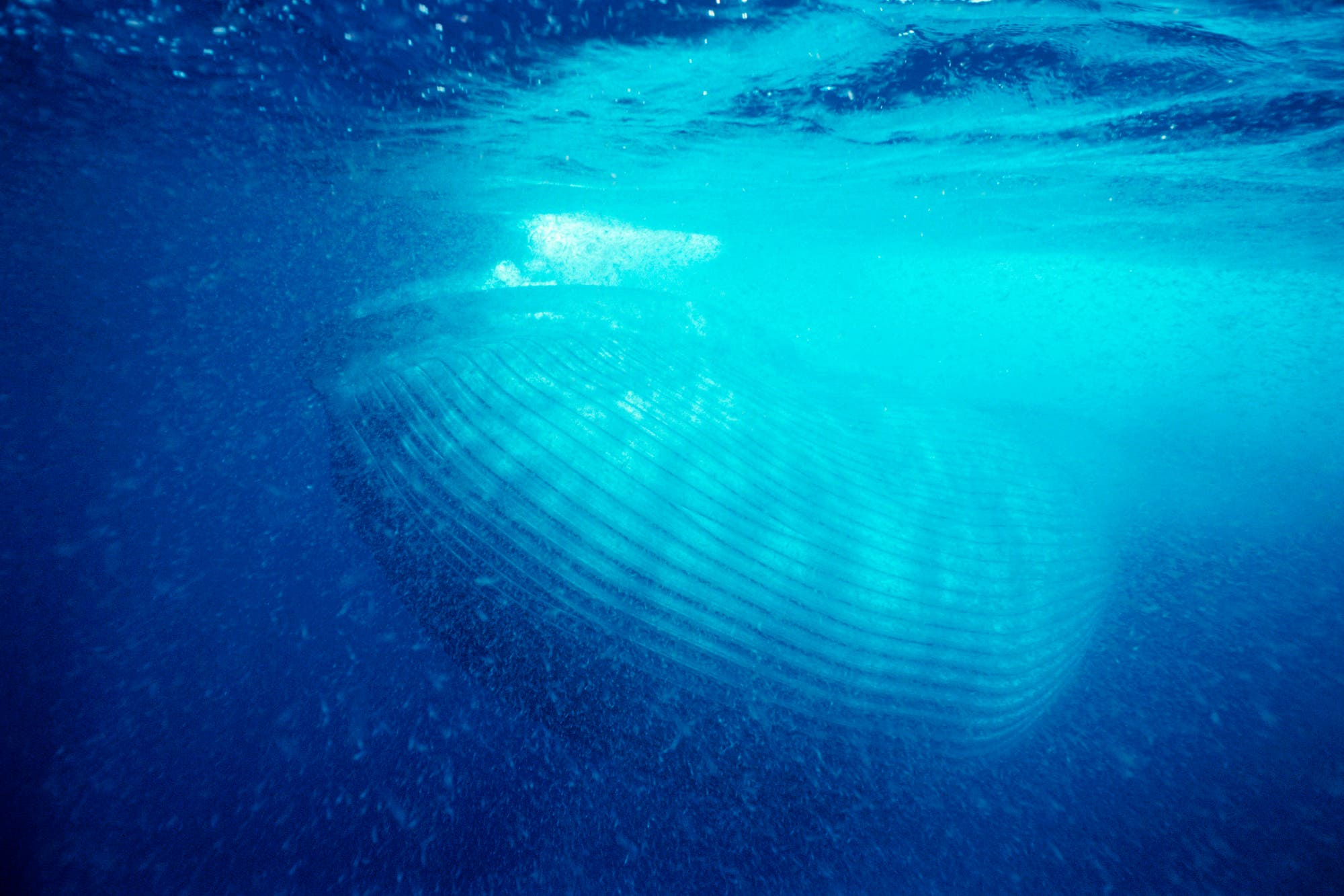 Blauwal – wie der Gigant sich ernähren kann