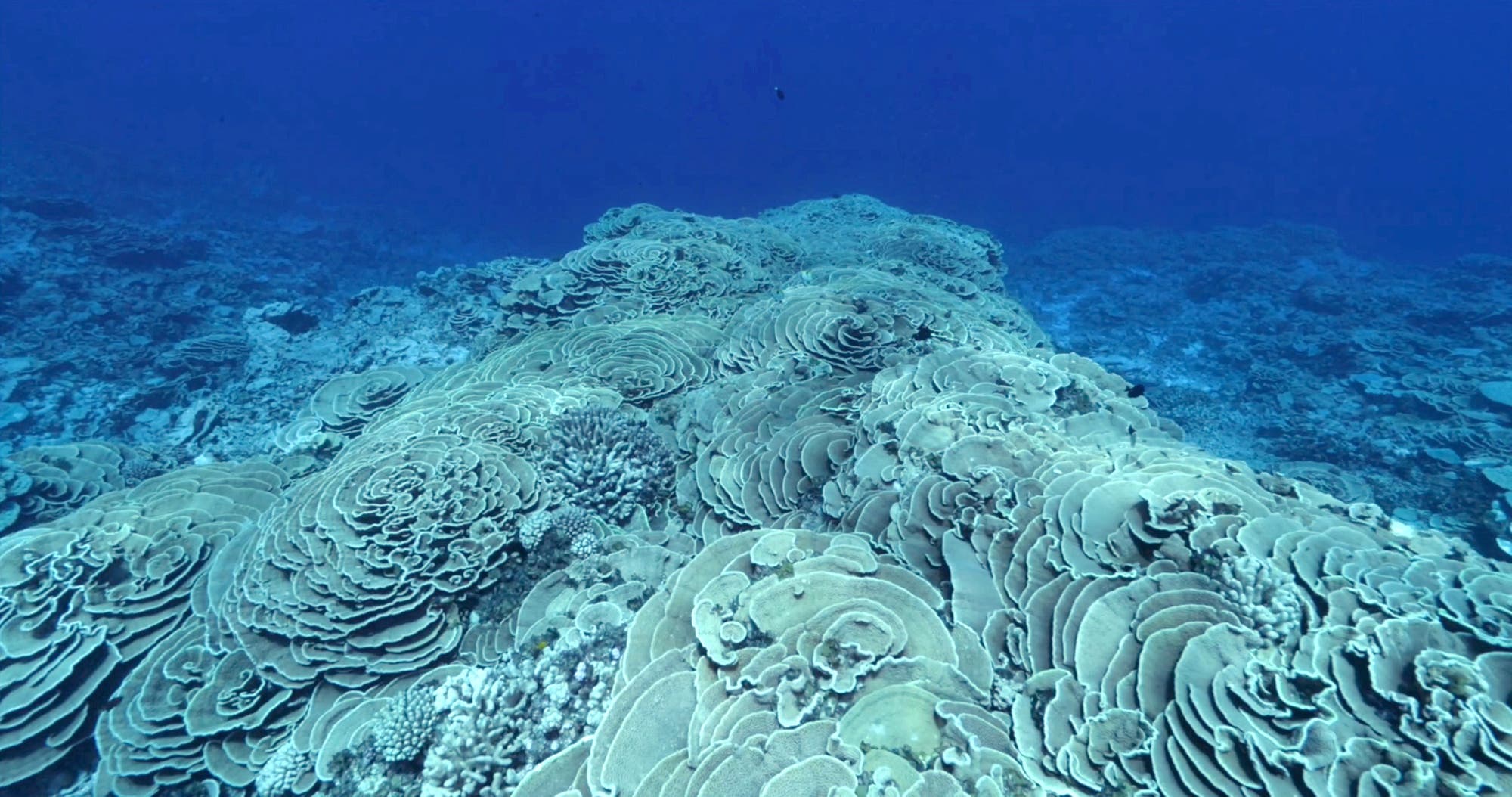 Ausgebleichte Korallen im Tuamotu-Archipel