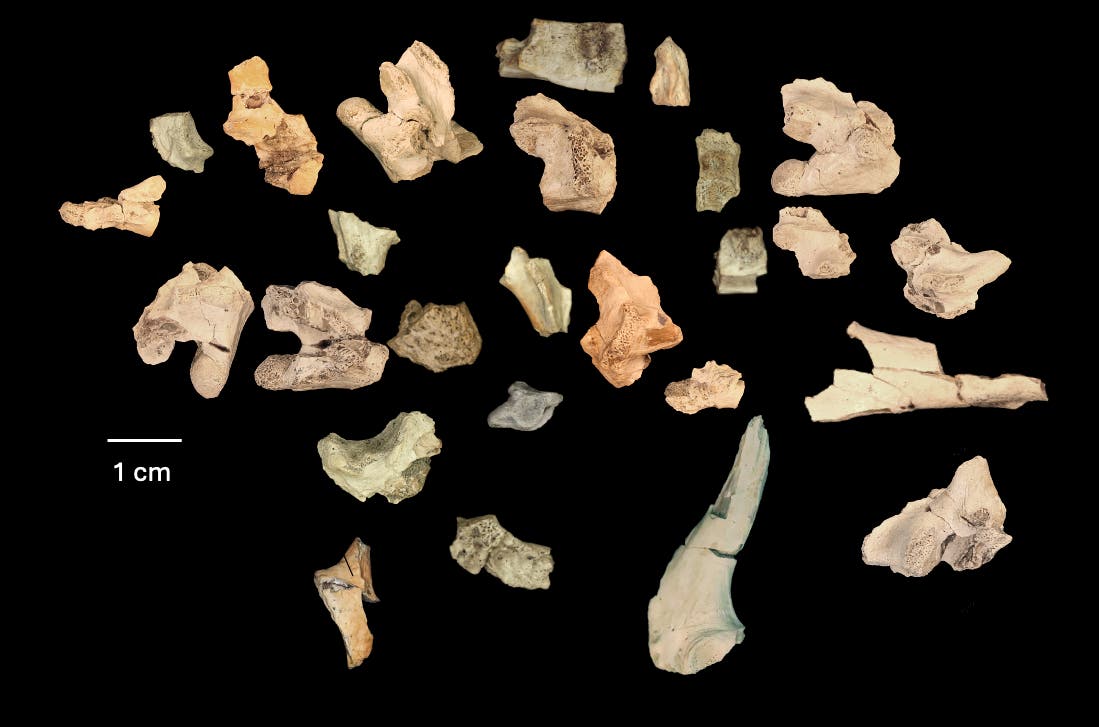 Eine Sammlung fossiler Knochenfragmente verschiedener Formen und Größen auf schwarzem Hintergrund. Die Fragmente sind in unterschiedlichen Farbtönen von Beige bis Orange dargestellt. Links unten befindet sich eine Maßstabsleiste mit der Aufschrift "1 cm", die die Größe der Fragmente verdeutlicht.
