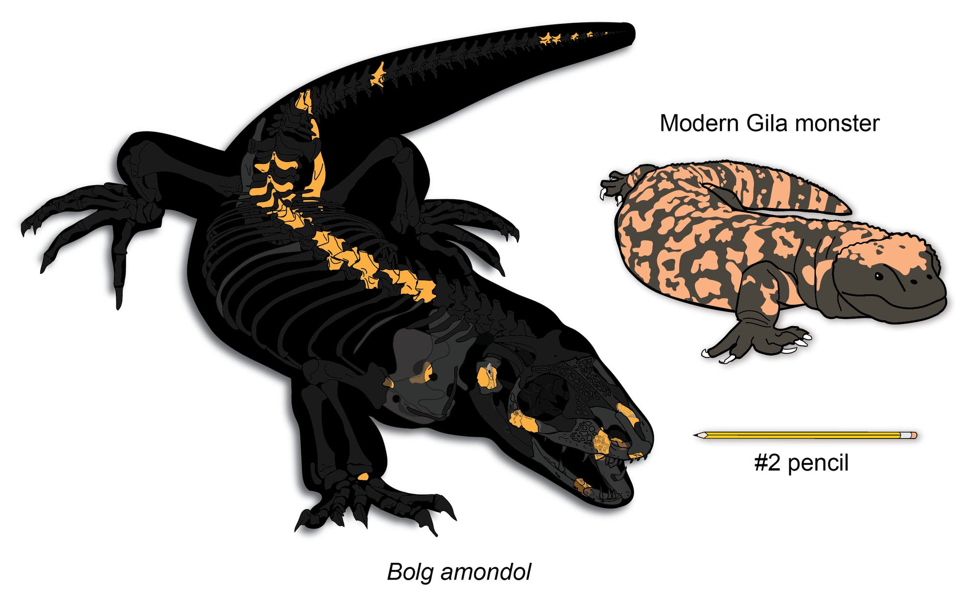 Eine Illustration zeigt zwei Echsen und einen Bleistift. Links ist ein großes, schwarzes Reptil mit gelben Knochenstrukturen, bezeichnet als "Bolg amondol". Rechts daneben ist ein "Modern Gila monster", eine kleinere, orange-schwarz gemusterte Gila-Krustenechse. Darunter liegt ein "#2 pencil" zur Größenreferenz. Der Hintergrund ist weiß.