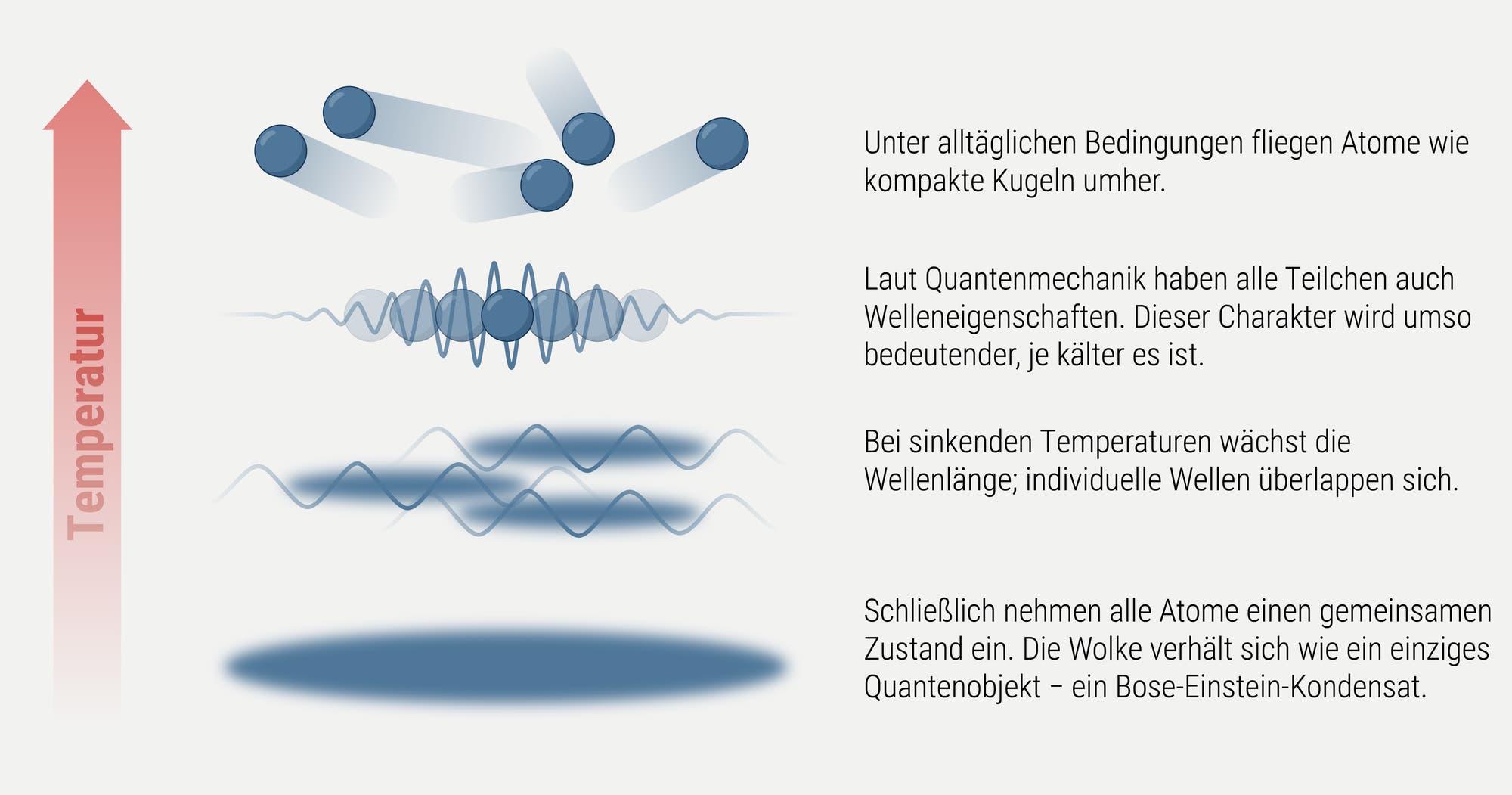 Diagramm zur Veranschaulichung der quantenmechanischen Eigenschaften von Atomen bei unterschiedlichen Temperaturen. Oben fliegen Atome wie kompakte Kugeln umher. Mit sinkender Temperatur zeigen sie zunehmend Wellencharakter, dargestellt durch überlappende Wellenmuster. Schließlich bilden die Atome bei sehr niedrigen Temperaturen einen gemeinsamen Zustand, der als Bose-Einstein-Kondensat bezeichnet wird. Links zeigt ein Pfeil die abnehmende Temperatur an. Text erklärt die physikalischen Konzepte.