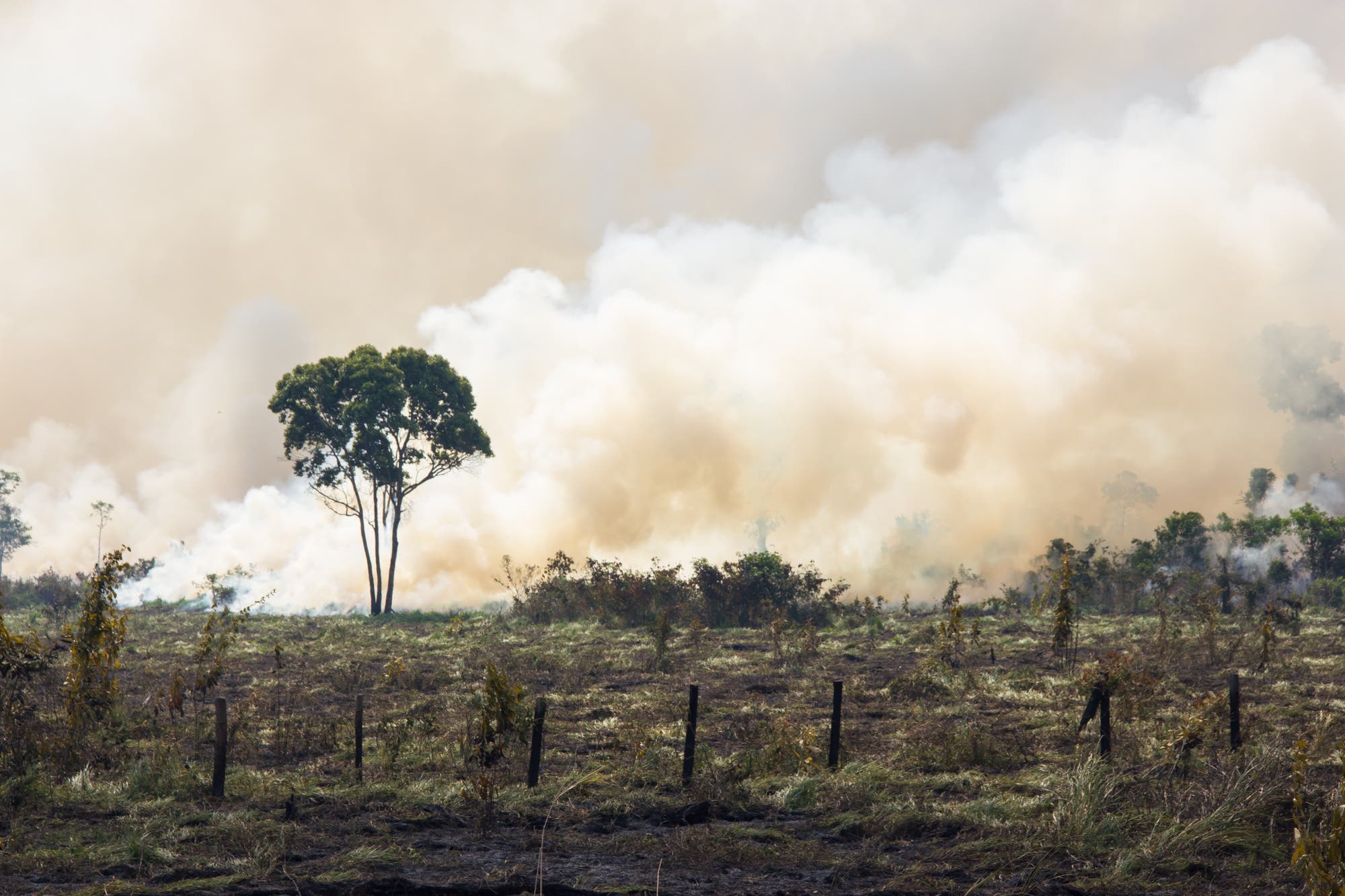 Brandrodung im Amazonasregenwald