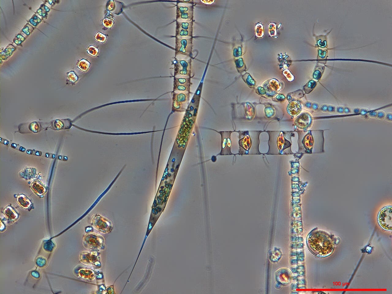 Marine Diatomeen
