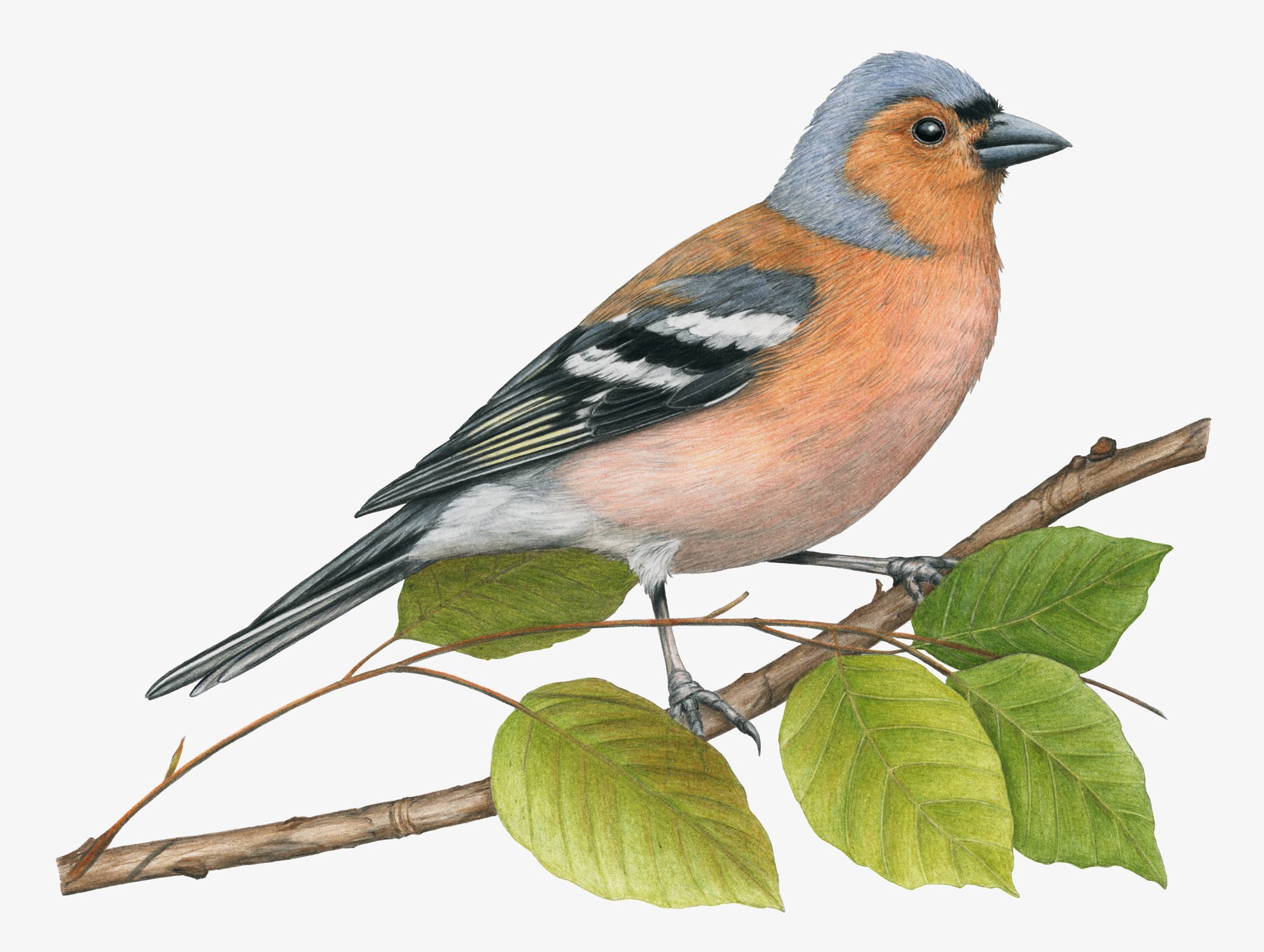 Ein detailliert gezeichneter Buchfink sitzt auf einem Ast mit grünen Blättern. Der Vogel hat ein auffälliges Gefieder mit einer blaugrauen Kappe, orangefarbenem Gesicht und Brust, sowie schwarz-weißen Flügeln. 