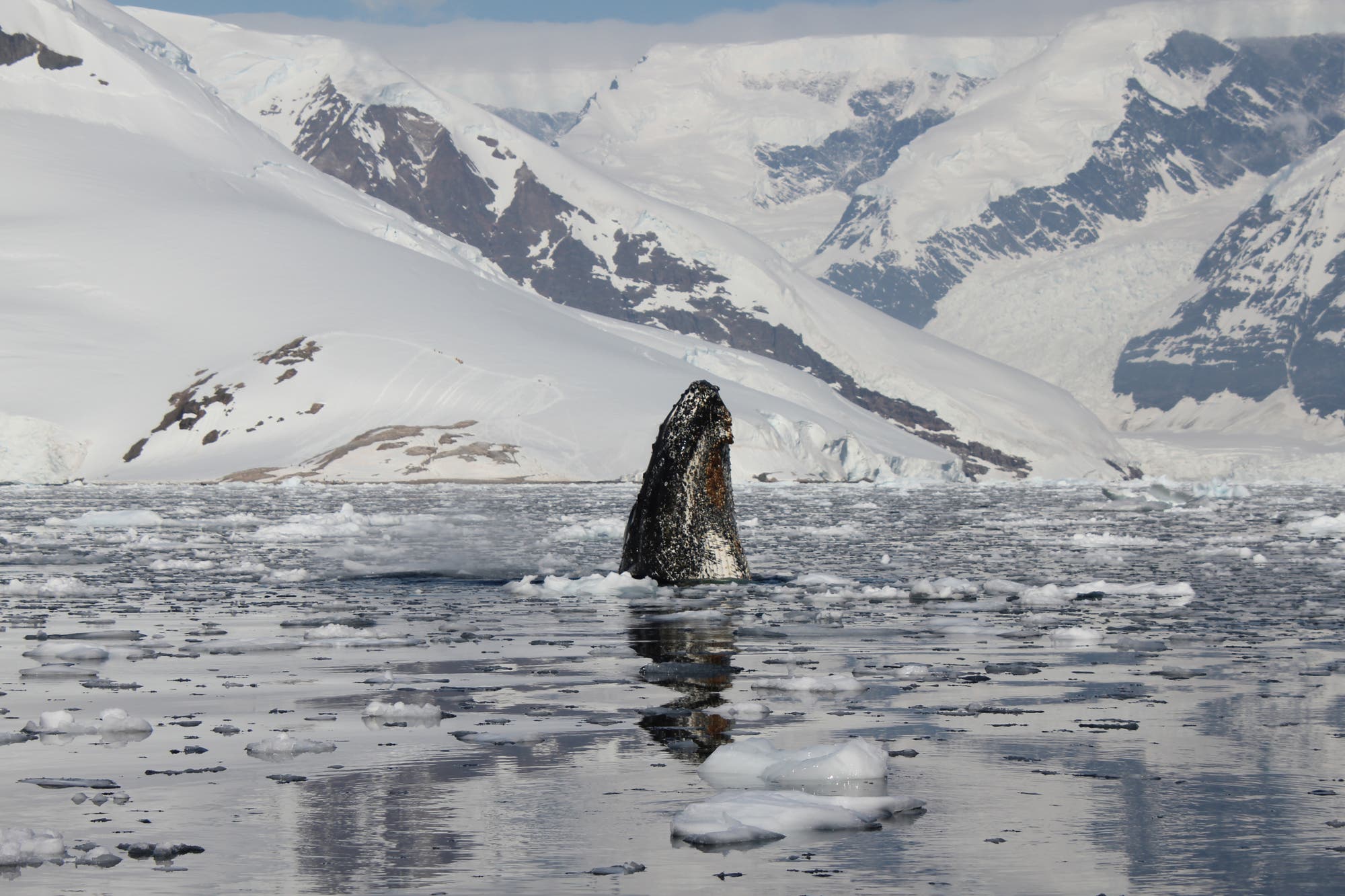 Buckelwal in der Antarktis&nbsp;- Aufwärtstrend für die Riesen