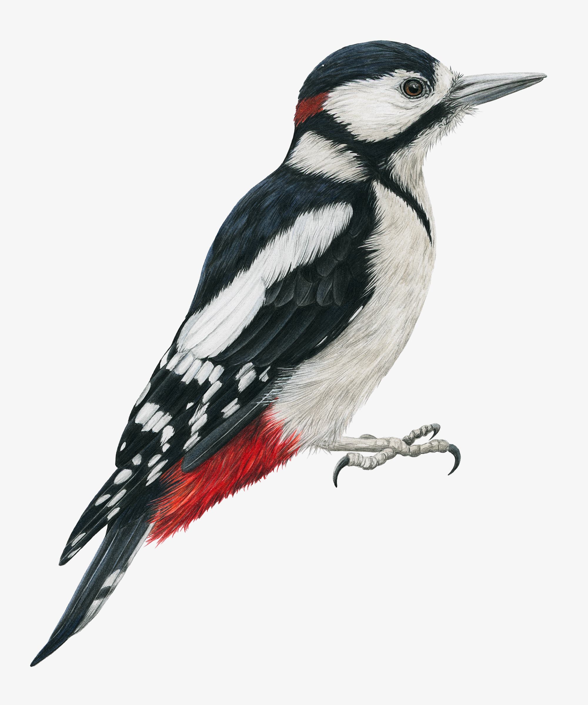 Eine detaillierte Skizze eines Buntspechts, der seitlich dargestellt ist. Der Vogel hat ein markantes schwarz-weißes Gefieder mit roten Akzenten am Kopf und Schwanz. Der Hintergrund ist weiß. Die Zeichnung zeigt die charakteristischen Merkmale des Vogels, einschließlich seines spitzen Schnabels und der kräftigen Krallen.