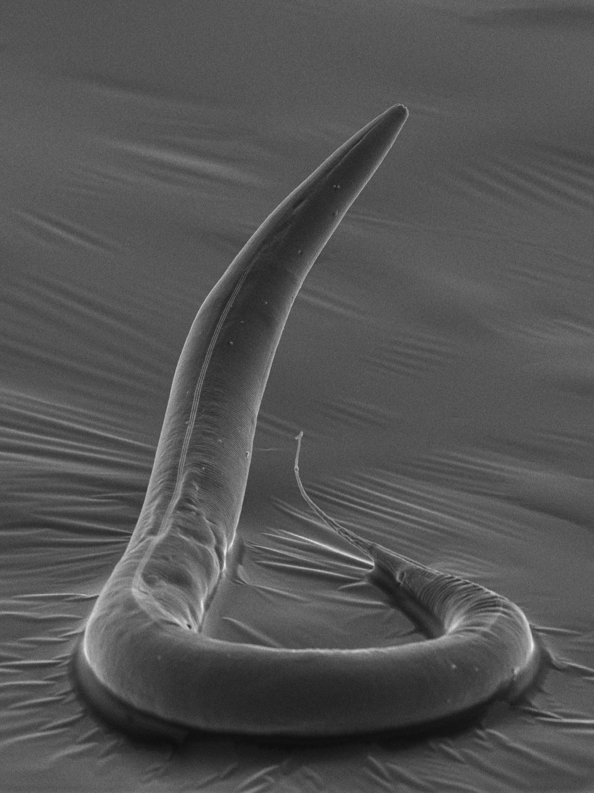 Der Fadenwurm Caenorhabditis elegans