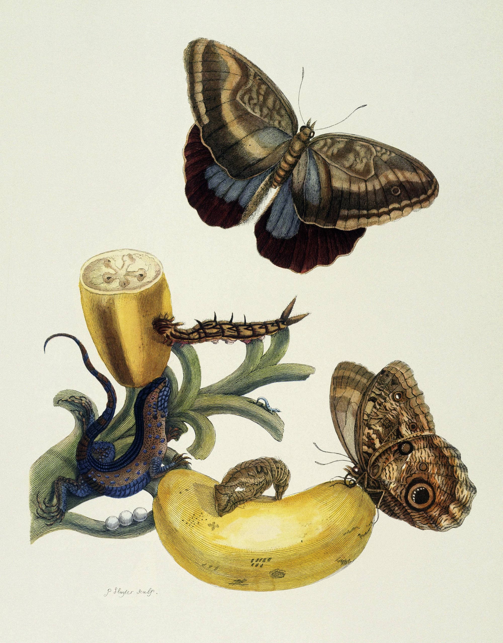 Caligo und Banane von 1700