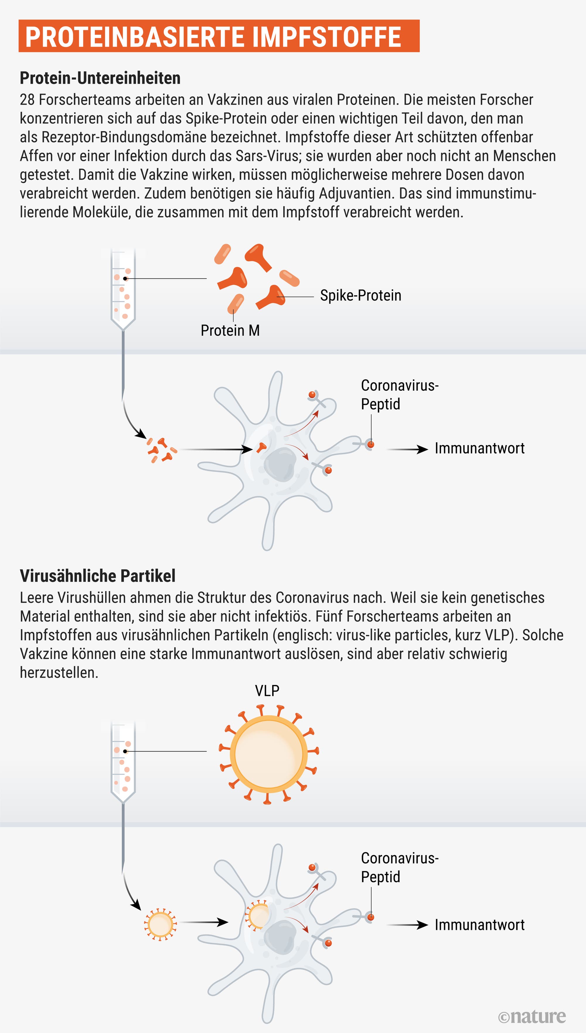 Bestimmte Virusproteine oder -partikel können unser Immunsystem aktivieren