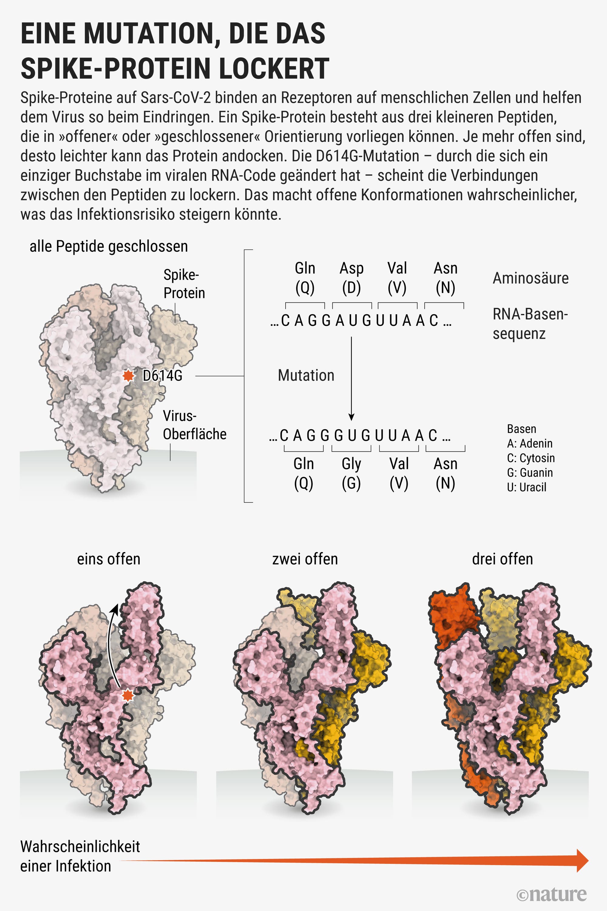 Eine Mutation, die das Spike-Protein lockert