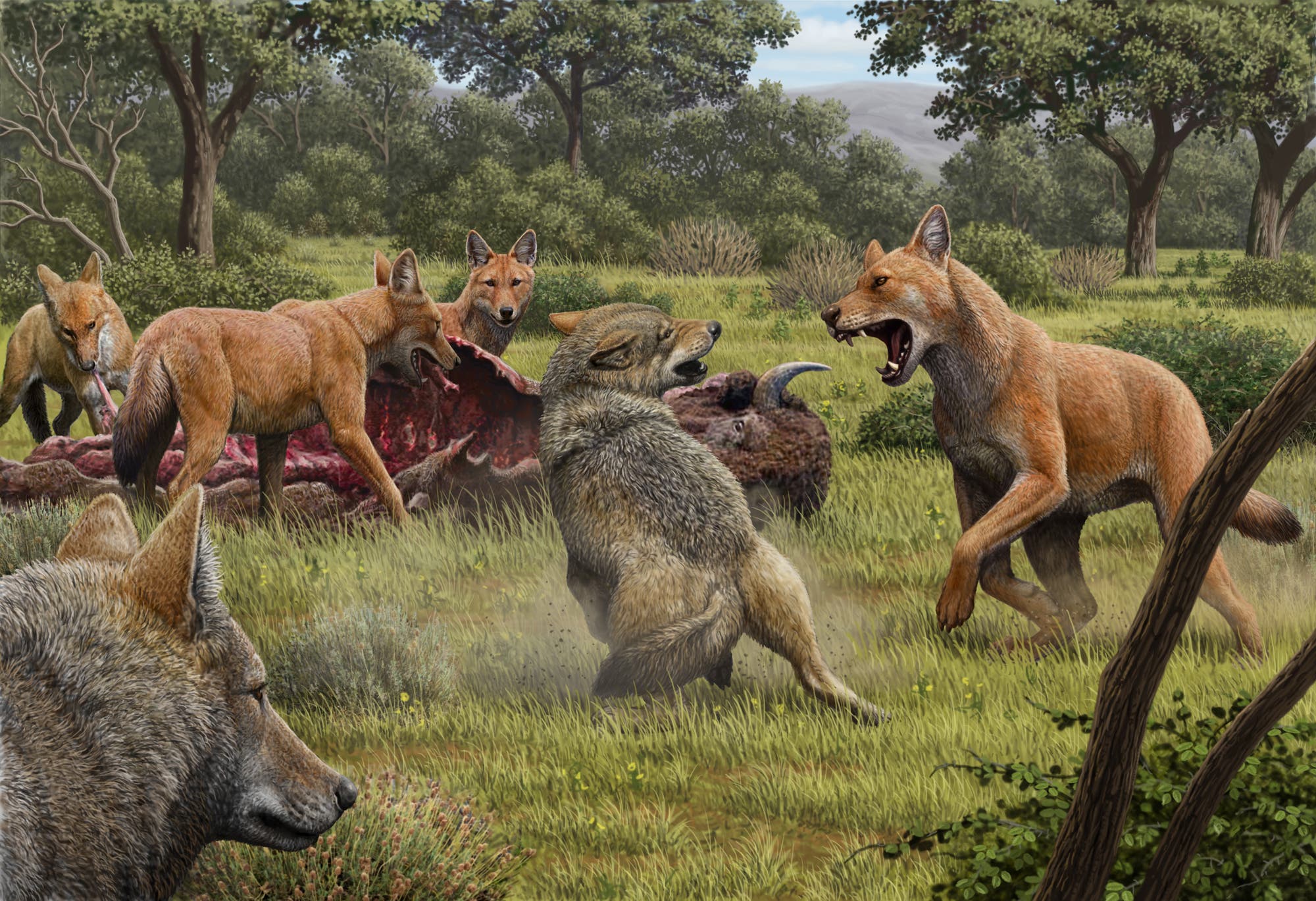 Eine Gruppe von prähistorischen Wölfen kämpft in einer grünen Waldlandschaft um die Überreste eines Bisons. Zwei Wölfe stehen sich knurrend gegenüber, während andere im Hintergrund an dem Kadaver fressen. Die Szene zeigt eine dynamische Interaktion in der Tierwelt. Bäume und Büsche umgeben die Tiere und schaffen eine natürliche Umgebung.