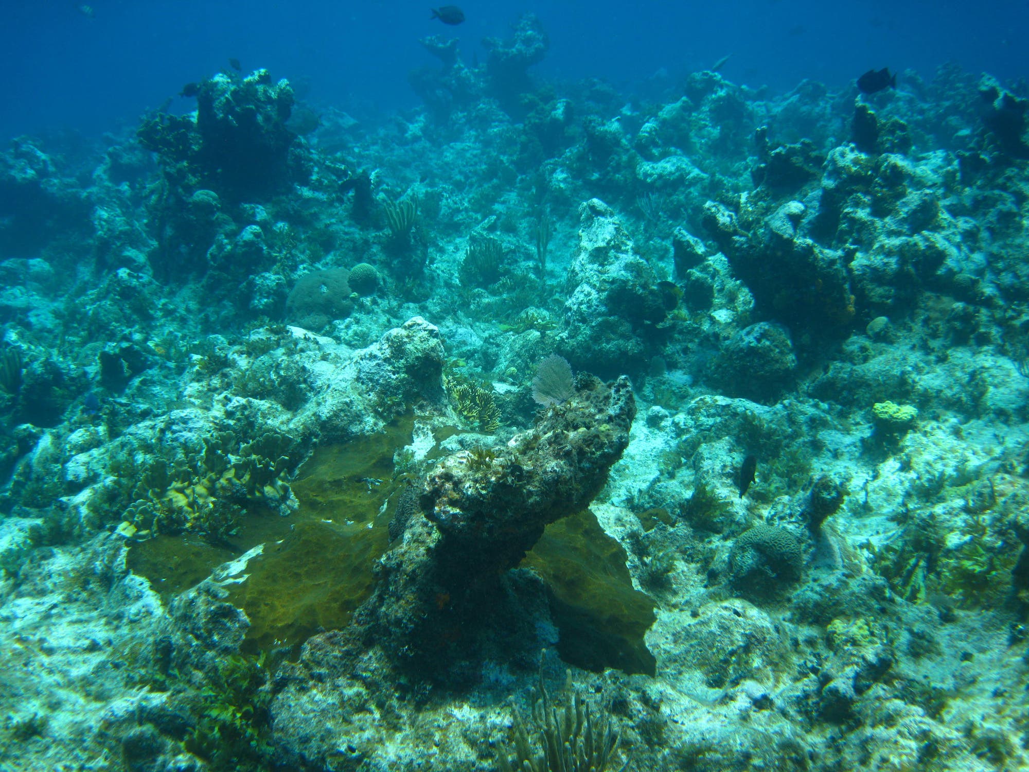 Ein teilweise mit Algen bewachsenes Riff mit wenigen Korallen