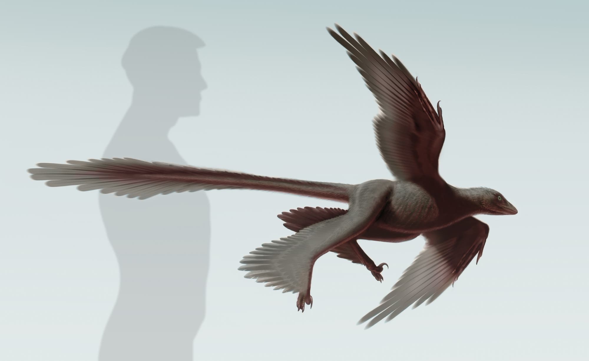 Lebendrekonstruktion des Microraptors