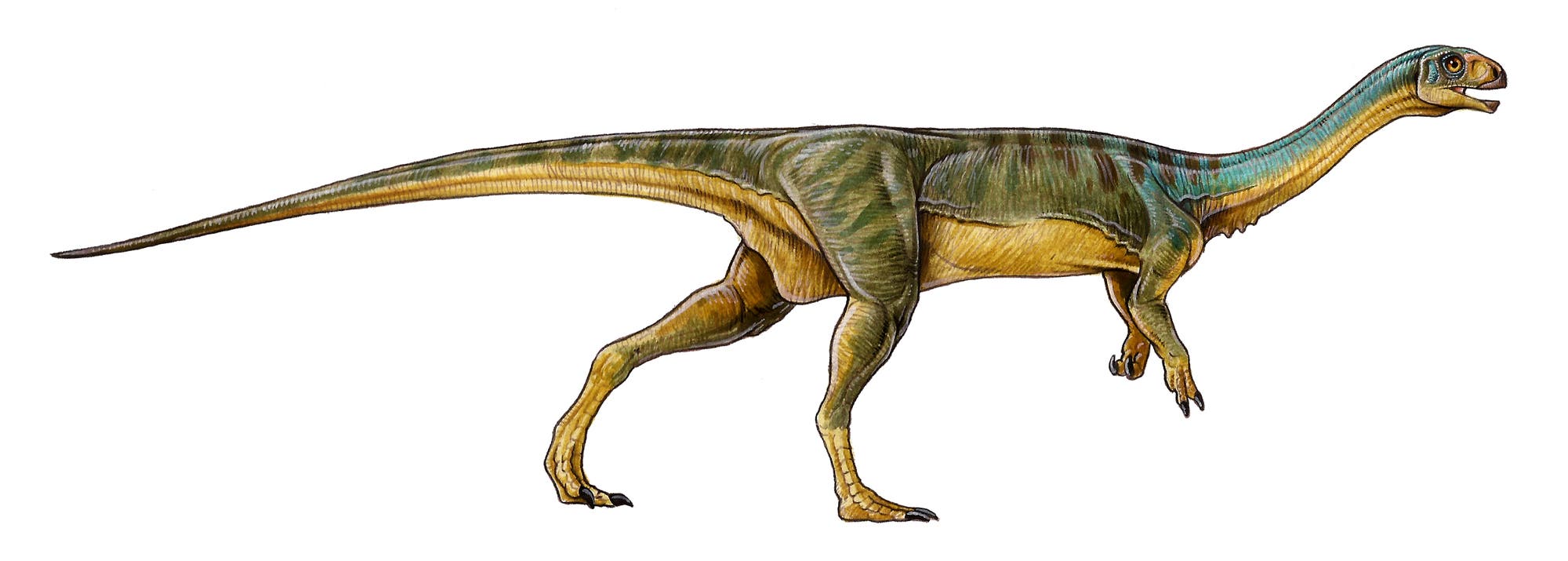 Urtümlicher Theropode